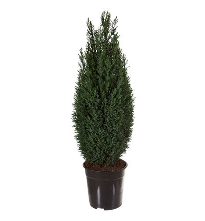Sypress Ellwoodii 90 cm Sypress Ellwoodii 90 cm